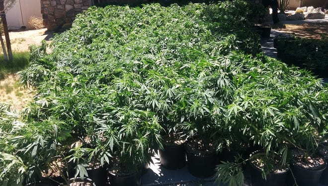 Desert Hot Springs police seized $1 million worth of marijuana plants from an illegal grow facility Tuesday.