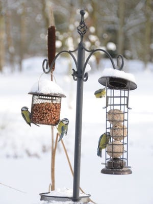 Birds sit on a bird feeder in the snow. Don't forget about providing a source of water in the winter, too.