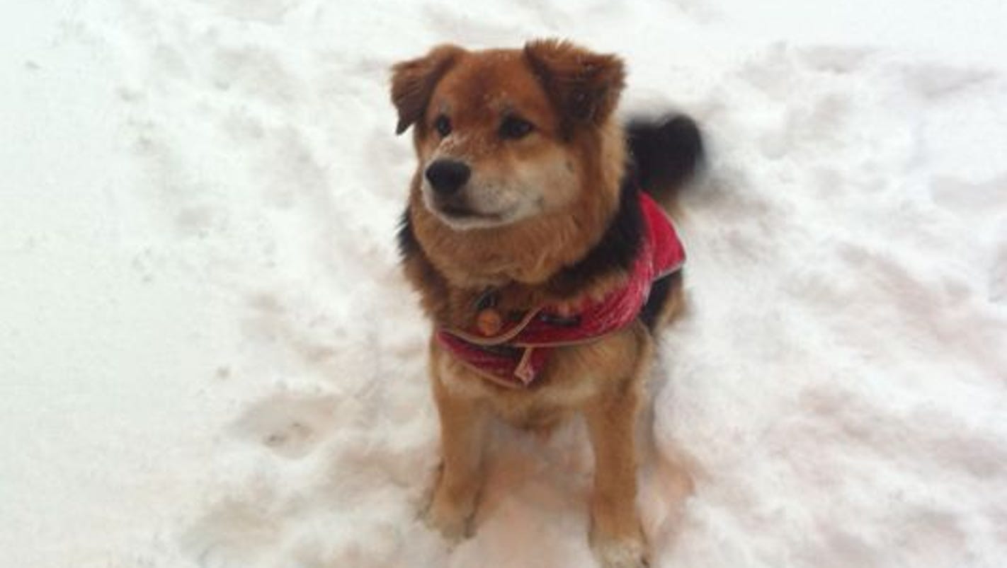 Tips to get your dog to potty in the snow and cold weather