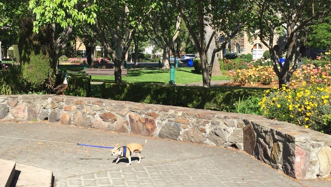 Mr. Bogart, a 9-year-old Chihuahua, scampers across the central square in downtown Sonoma.