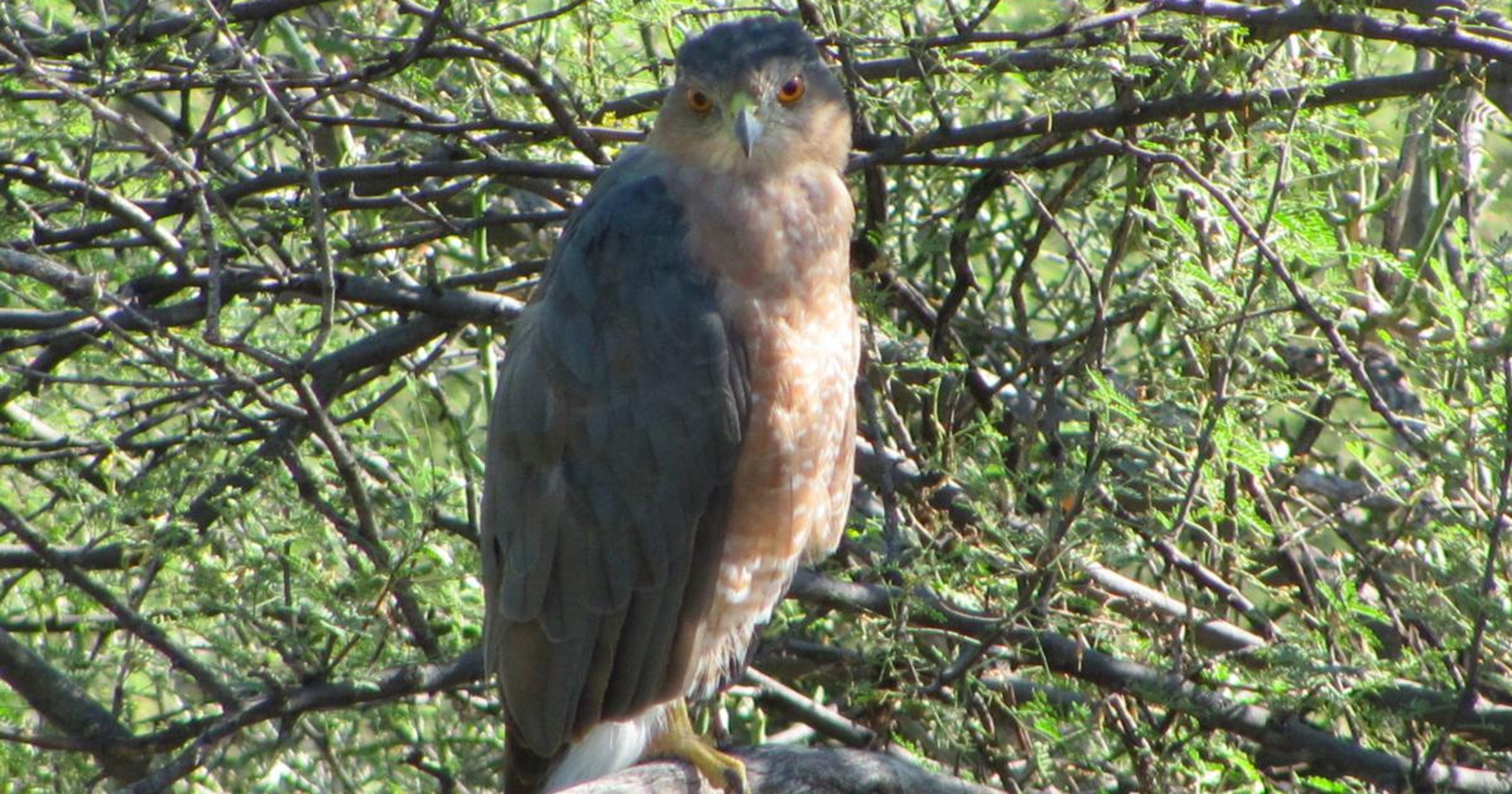 Arizona Game and Fish Department says Tucson has divebombing hawks