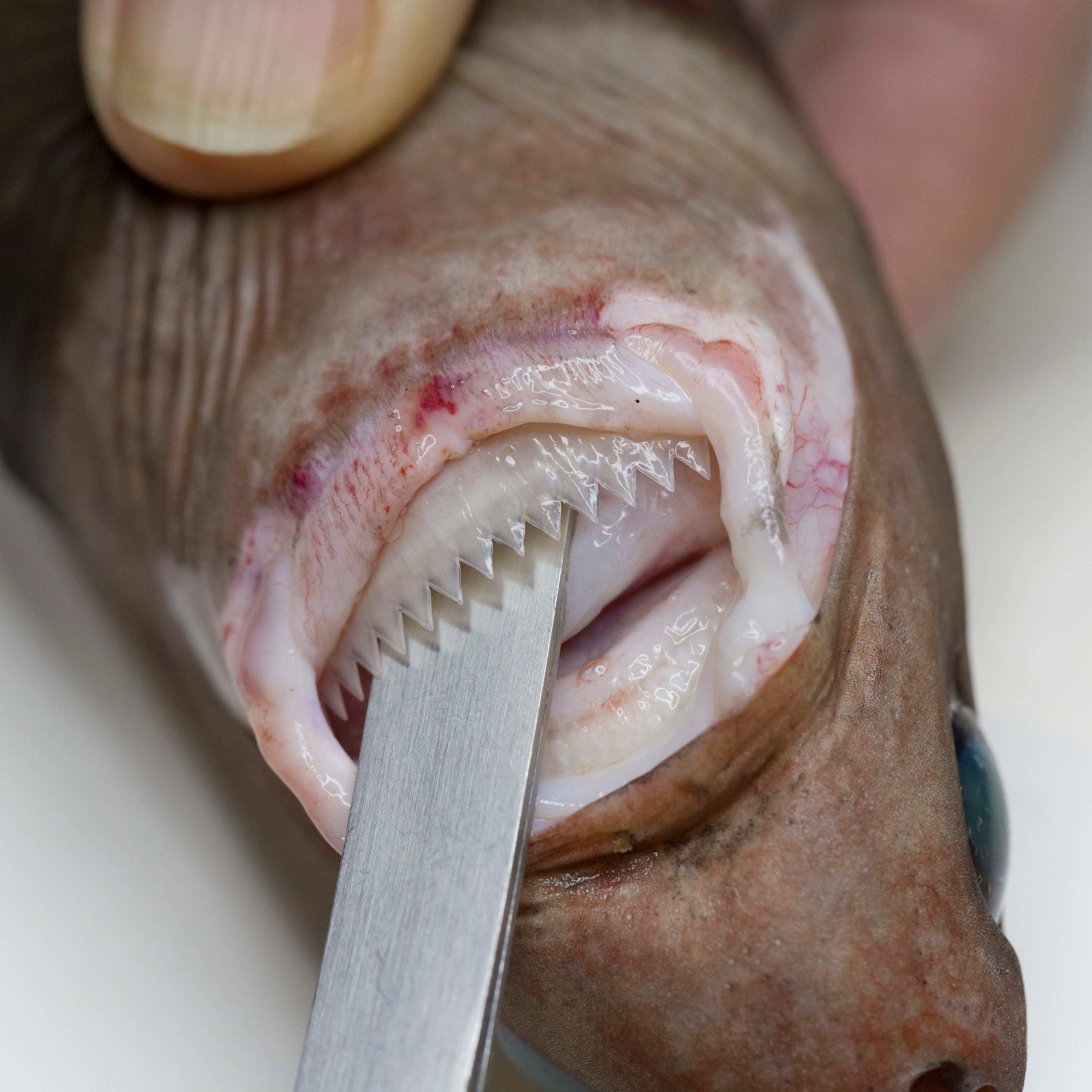 This is a nasty little bioluminescent Cookiecutter Shark with its neatly arranged serrated teeth inhabits the oceanic 'twilight zone' in depths to 1000m. It preys on big fishes, whales, dolphins and  the occasional unfortunate swimmer, latching onto them before gouging out cookie-sized chunks of flesh. This is the first time it has been found in Australian waters.