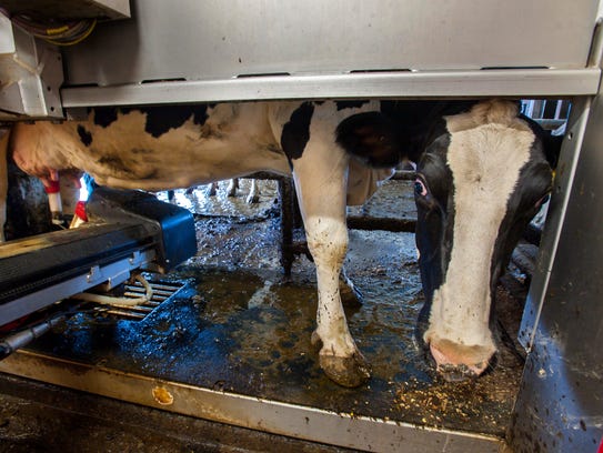 A cow looks out from a robotic milker after being milked