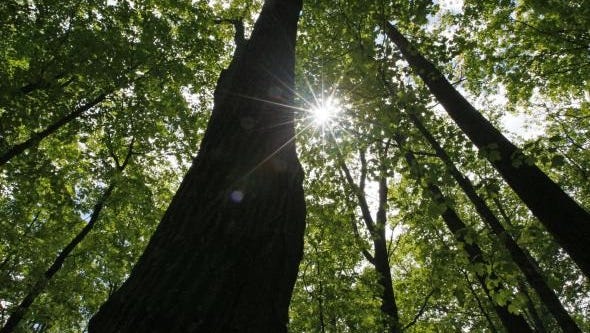 The Wisconsin Department of Natural Resources will move its state forestry headquarters to Rhinelander.