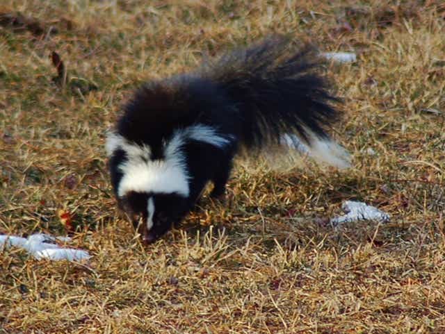 Recognizing The Foul Stench Of Skunks Vultures