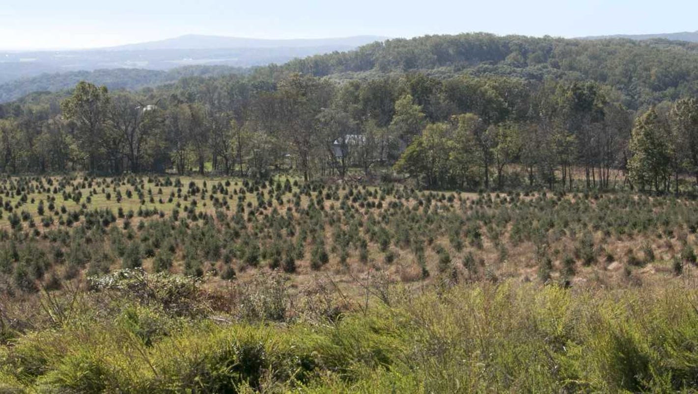 charlie brown christmas tree farm preserved in hunterdon charlie brown christmas tree farm preserved in hunterdon