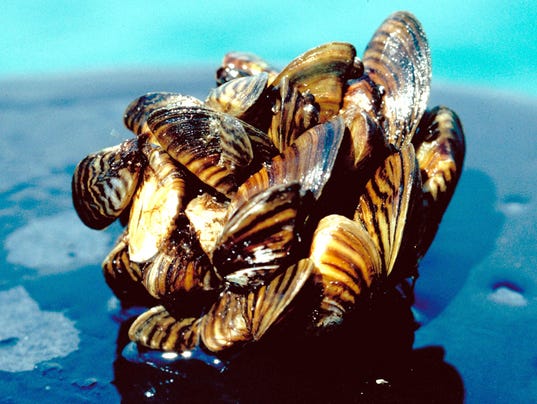 How do you get rid of 750 trillion mussels in Great Lakes?