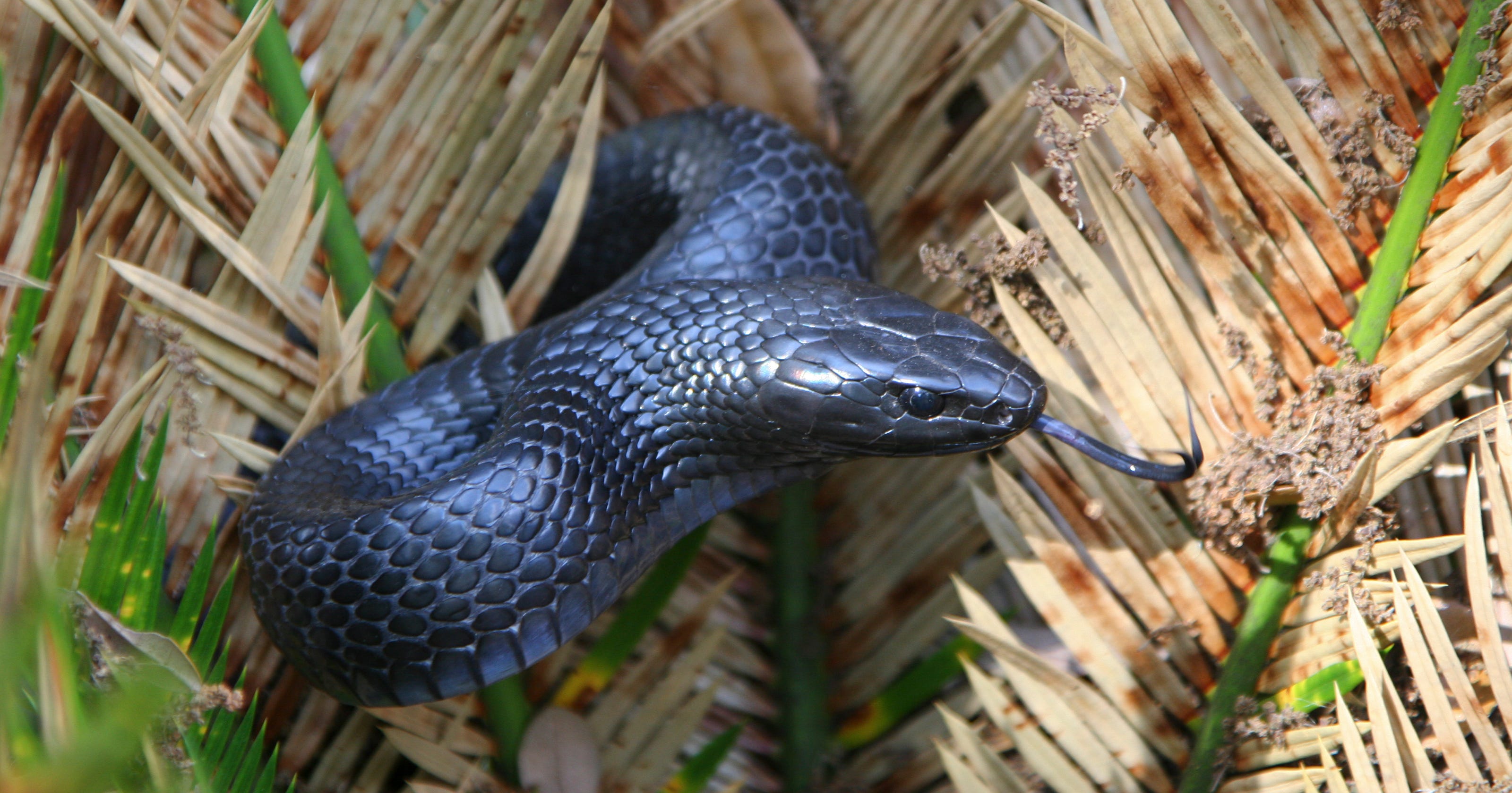 20 threatened eastern indigo snakes released in Florida
