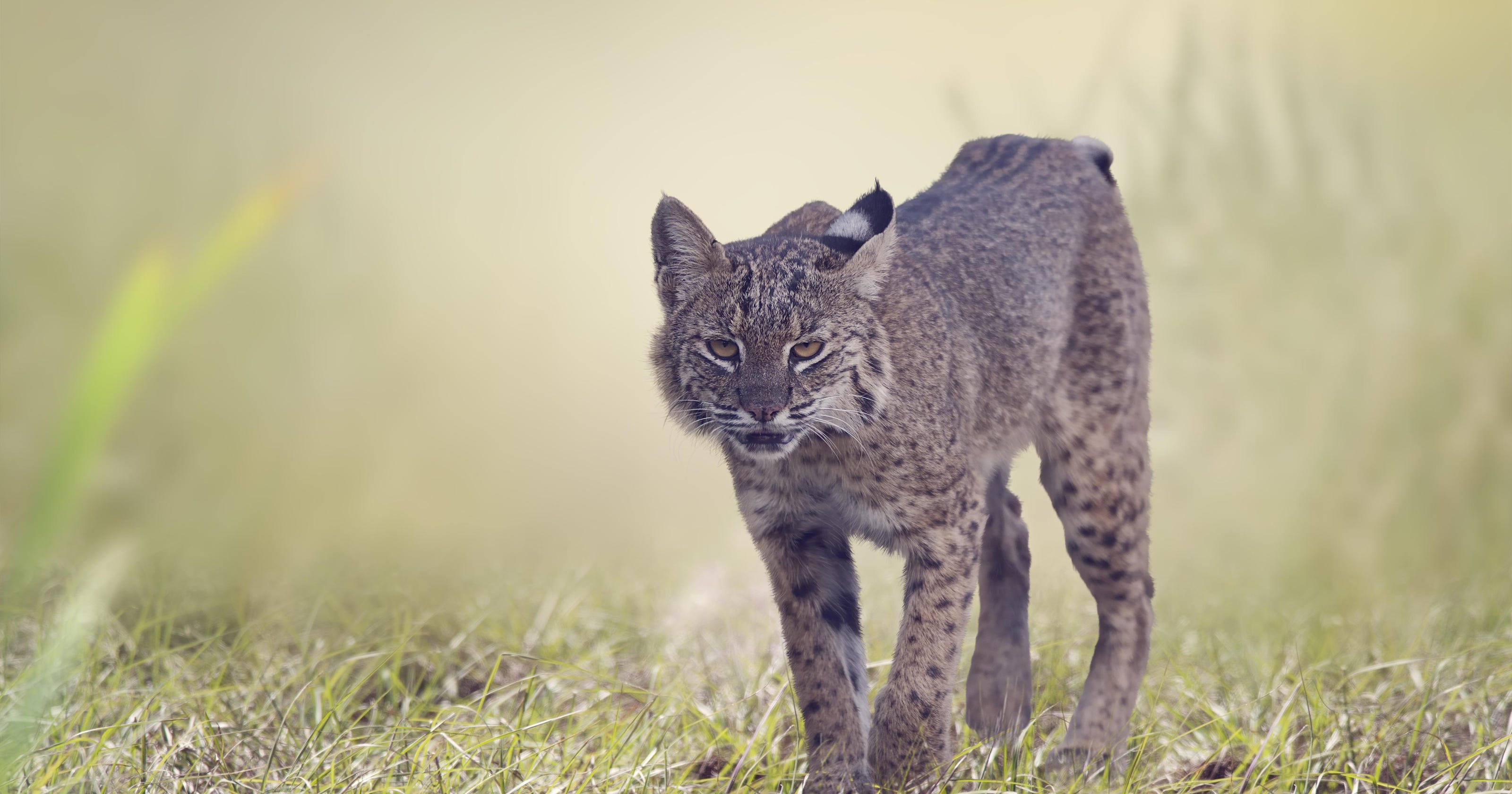 Indiana DNR Proposes To Allow Hunting And Trapping Of Bobcats