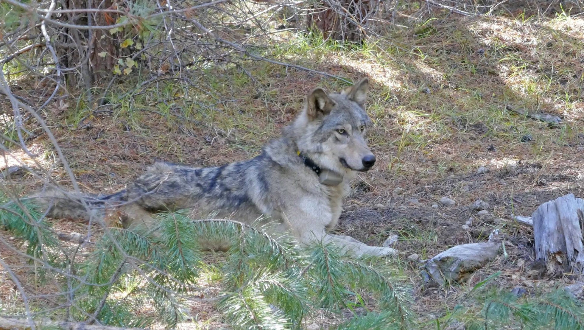 Oregon biologists fit daughter of famous OR-7 gray wolf with GPS collar Oregon biologists fit daughter of famous OR-7 gray wolf with GPS collar