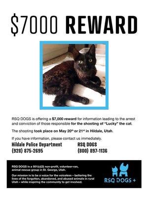 Advocacy groups in Utah are offering a reward for information on the shooting of a cat in the Hildale area.