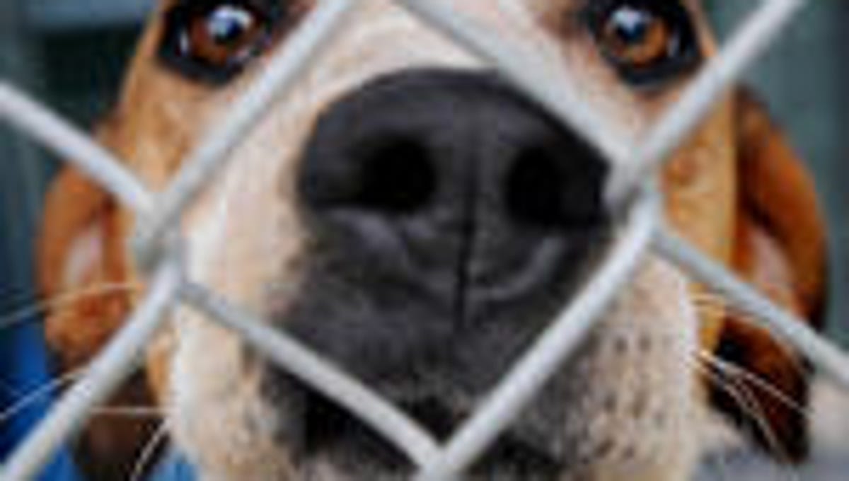Edison Animal Shelter absolutely overrun by pandemic pets being returned Edison Animal Shelter absolutely overrun by pandemic pets being returned