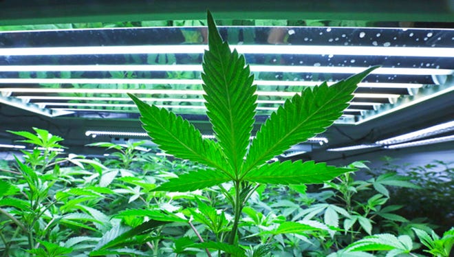 This June 5, 2017, file photo shows a marijuana leaf in the vegetative room at a cannabis cultivator in Fairbanks, Alaska. Some states that have legalized marijuana are considering providing so-called sanctuary status for licensed marijuana businesses, hoping to protect them from a shift in federal enforcement policy. Alaska, California and Massachusetts lawmakers are among those mulling similar bills at the state level.