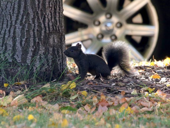 Black squirrels in Michigan popping up in more places