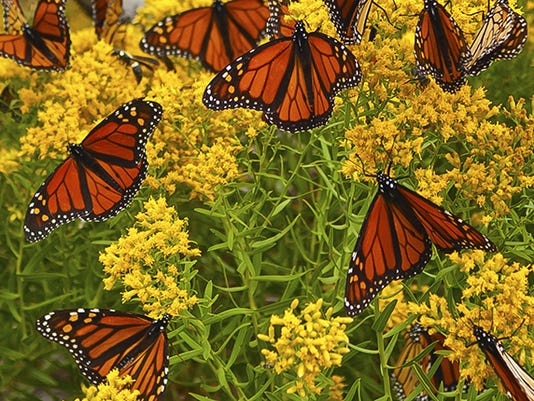 Monarch butterflies: Winter population dropped again in Mexico