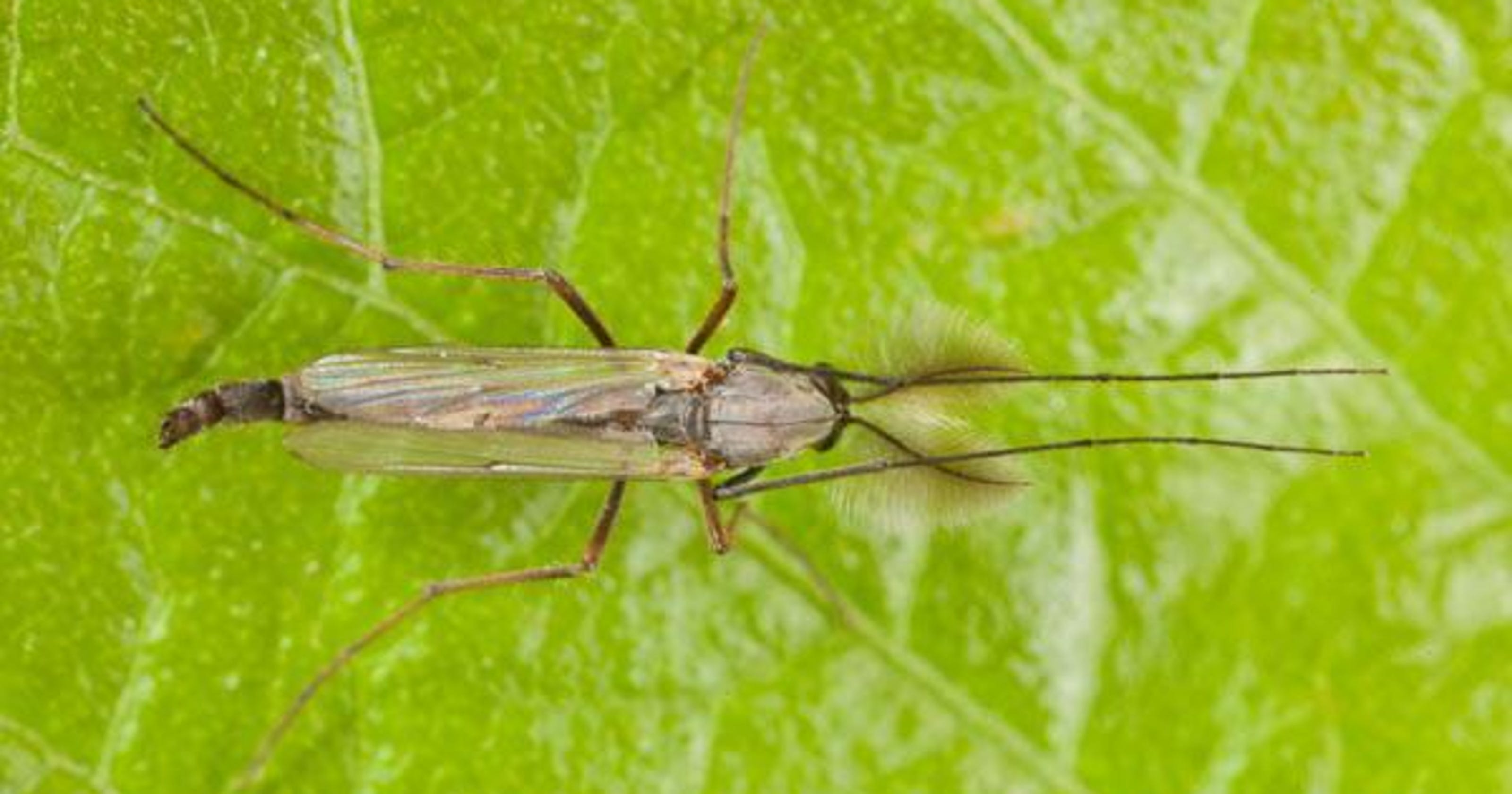 Biting insect bugging folks in the Ozarks