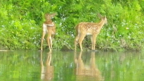 These twin fawns enjoy a summer's day along a river, but they'll be fair game a few seasons from now.