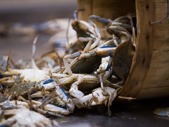 The annual blue crab dredge has yielded valuable insights into the species and how to help it survive and thrive.