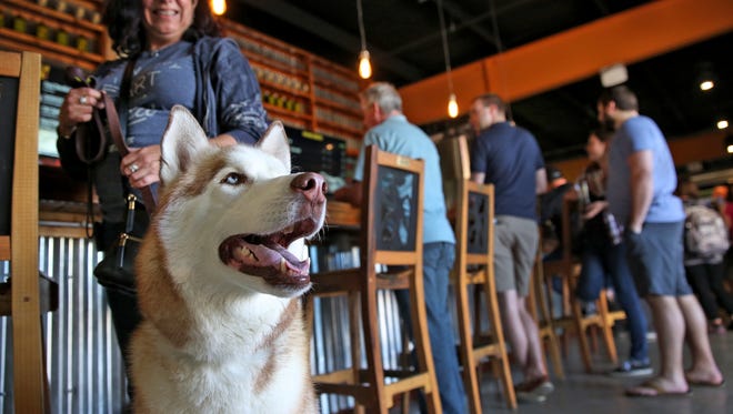 Sarge feels the breeze and enjoys the camaraderie at Metazoa Brewing Company, Sunday, April 23, 2017.  He visited the brewery that allows dogs, with his human Karen Long, who got him from Northern Lights Sled Dog Rescue.