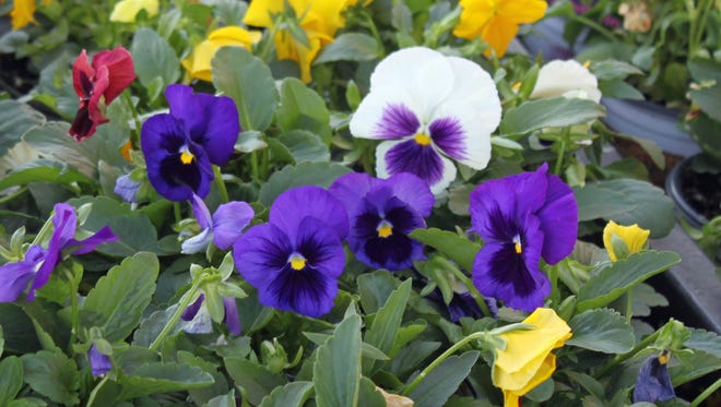 You can mix up pansies by color and also face type: either solid colors with yellow centers or blotched with dark hues.