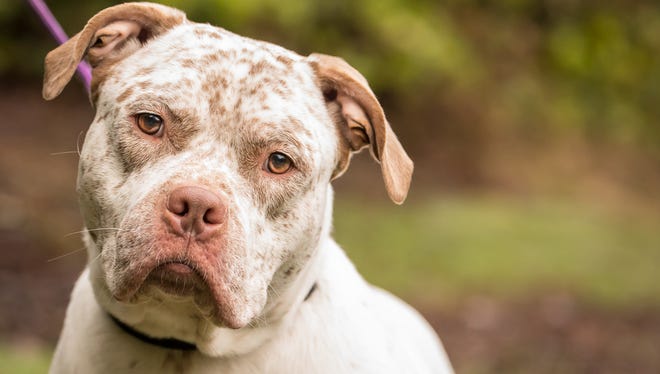 Duke is the Kitsap Humane Society's Pet of the Week.