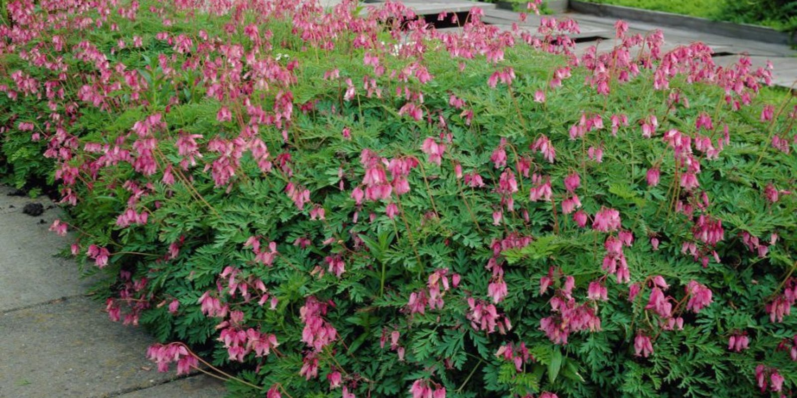 Shade Loving Bleeding Hearts Start The Season