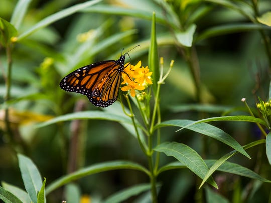 Residents create, care for butterfly garden