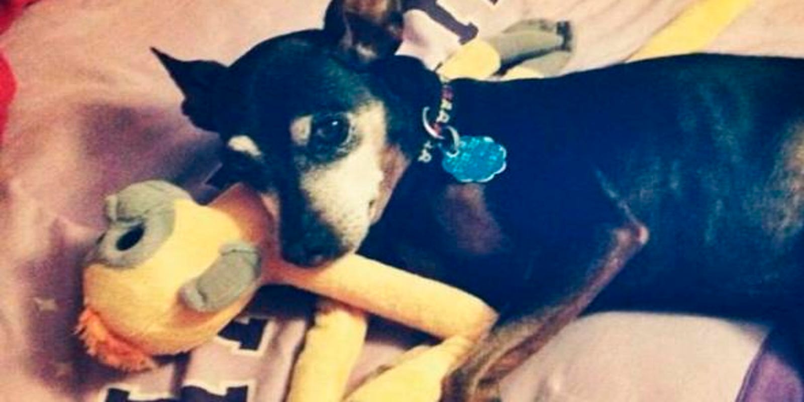 Albuquerque Considers Proposal To Seize Aggressive Dogs