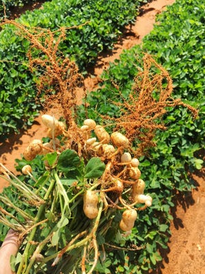 Peanut harvest is in full swing, and yields have been average to well above average for growers, according to reports.