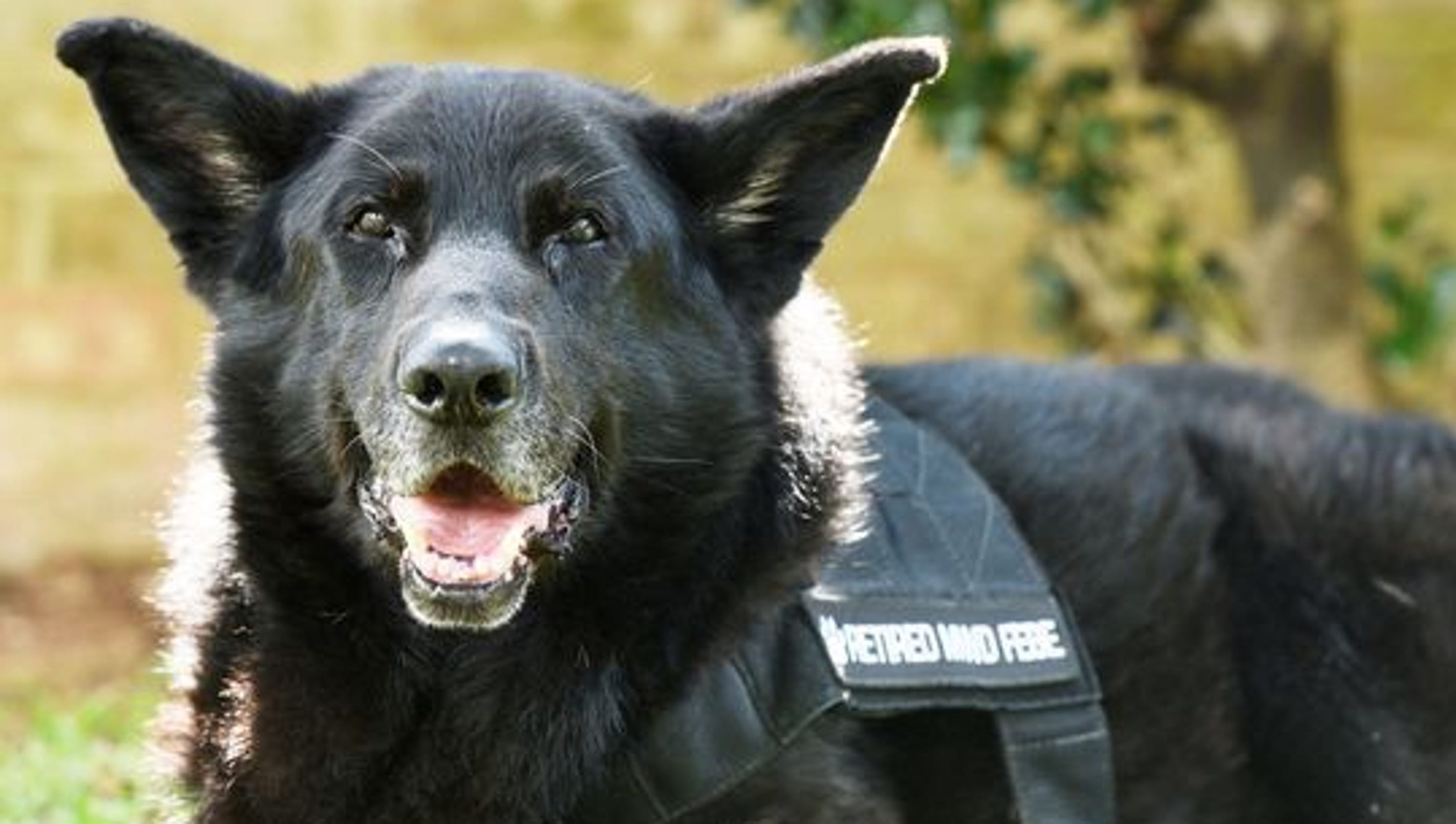 German Shepherd military dog gets the hero's goodbye he deserves