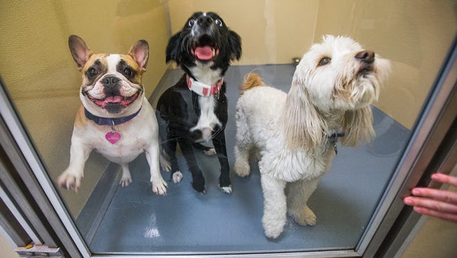 Dogs are kept in clean enclosures and taken out regularly for exercise.  At Wiggles & Wags Pet Resort in Tempe, there are redundancies in walls and air conditioning to keep the animals safe.