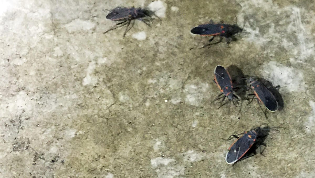 Tiny Black Bugs Are Taking Over Palm Springs Here S Why