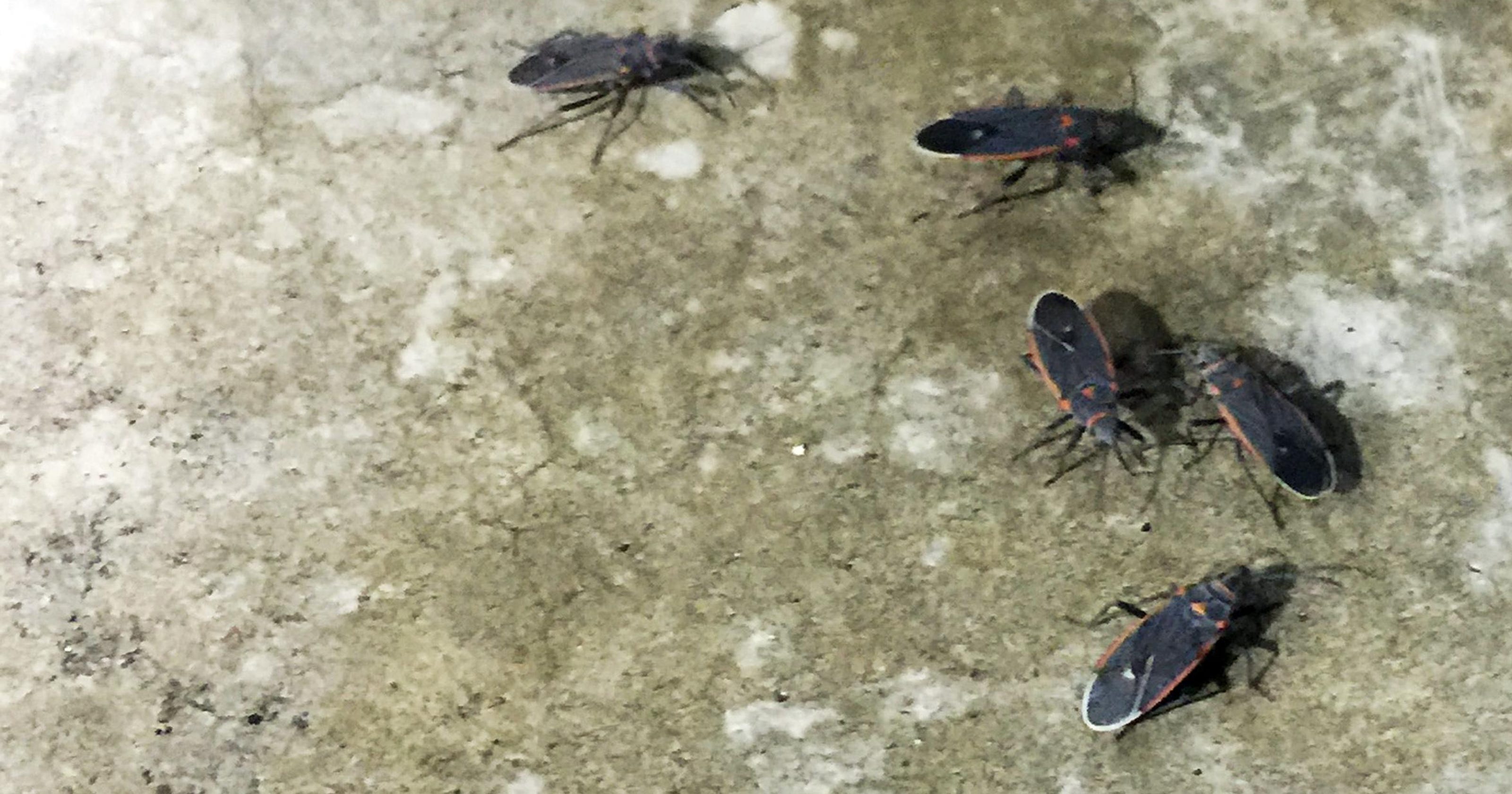 Swarms of pesky bugs invade California towns