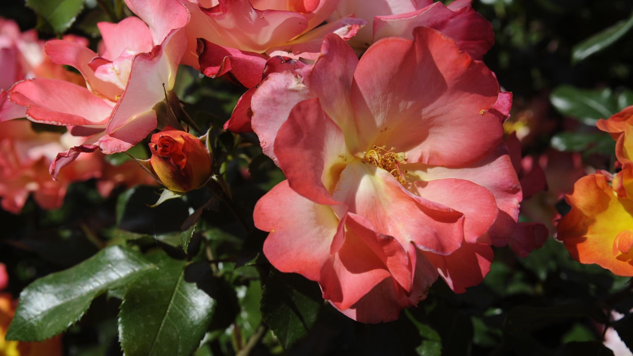 Training your roses to be more drought tolerant