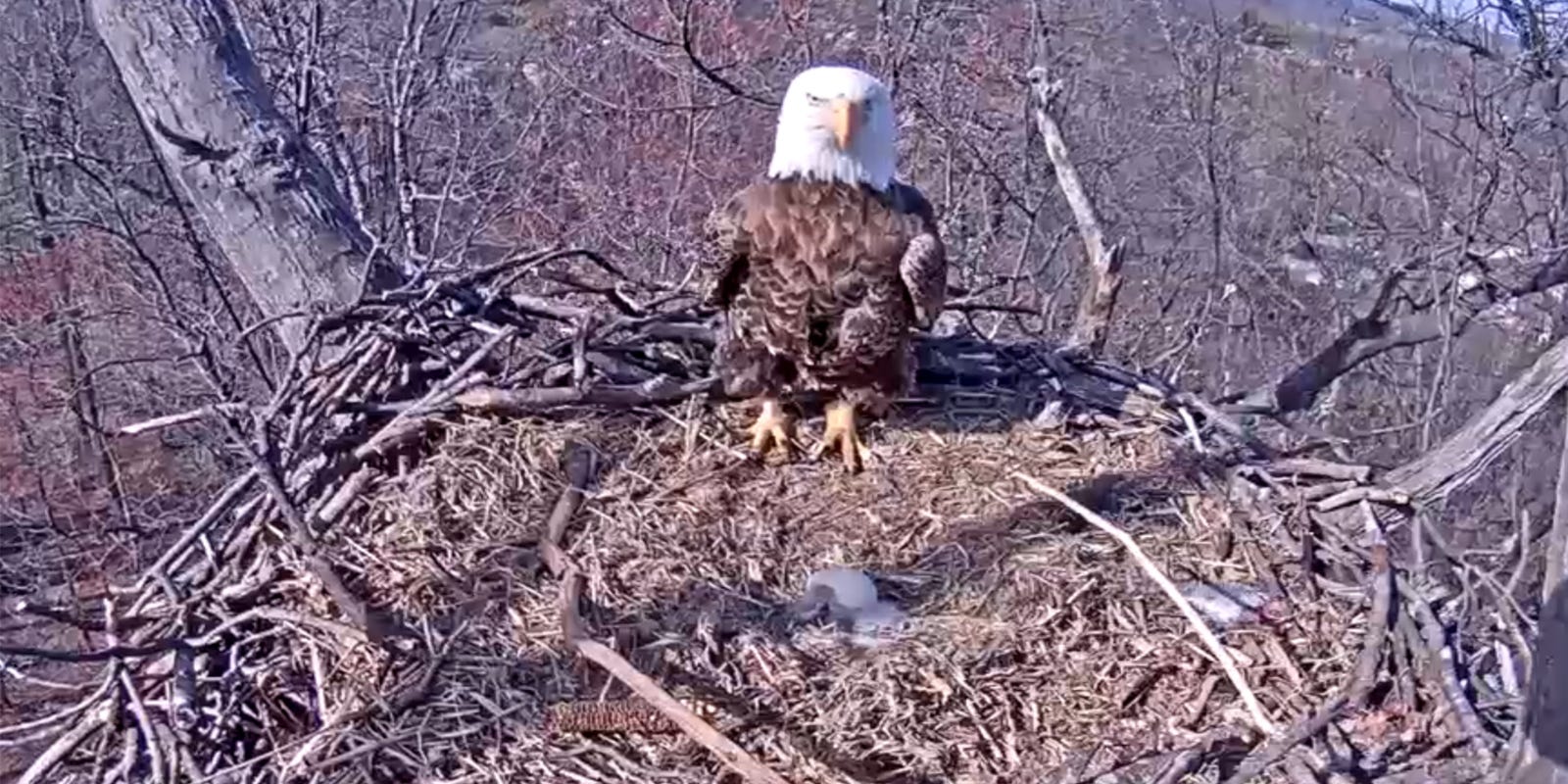 Hanover Eagle Cam: Eggs are gone from nest near Codorus State Park