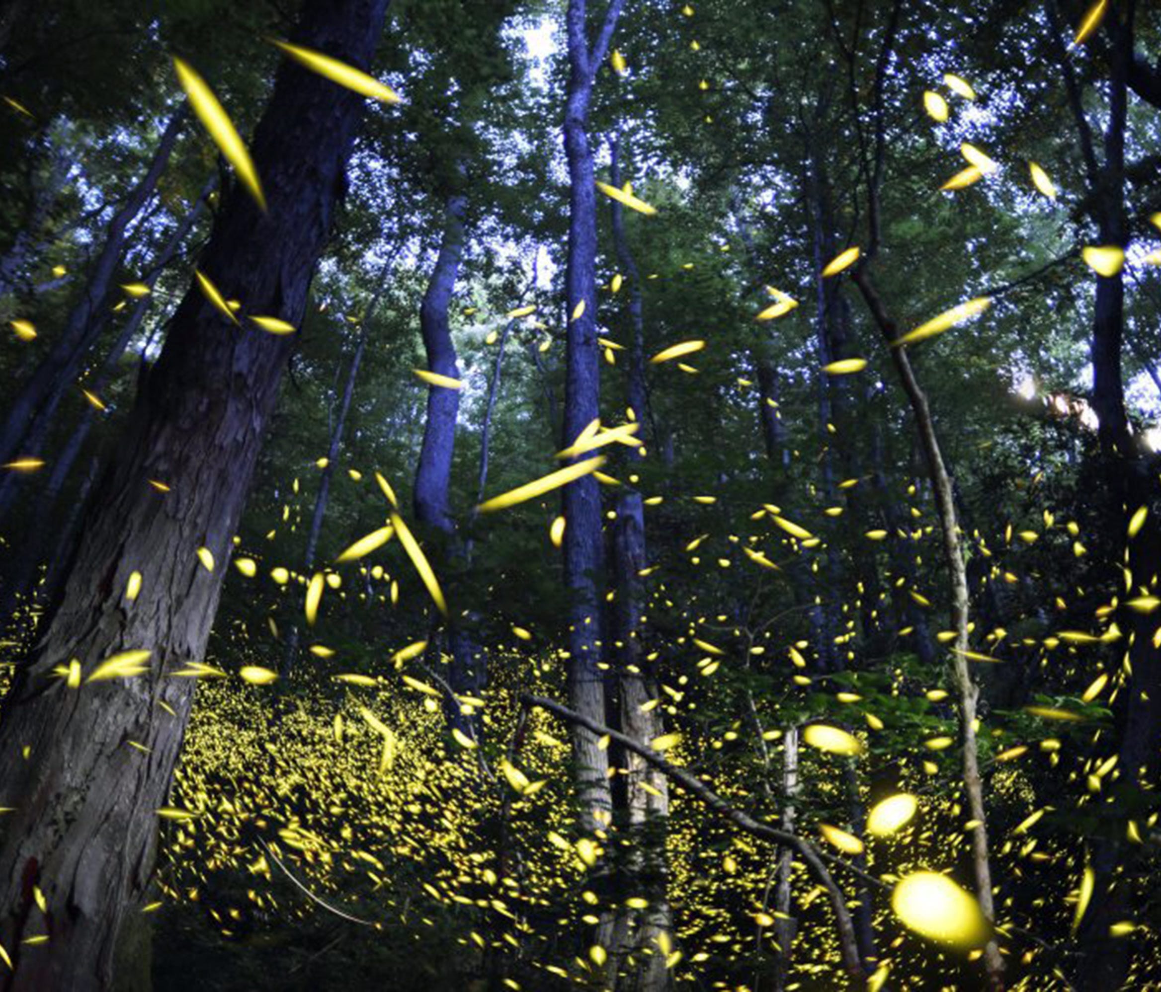 Synchronous fireflies fill the air June 3, 2014, for their annual mating season at Elkmont in the Tennessee portion of the Great Smoky Mountains National Park.