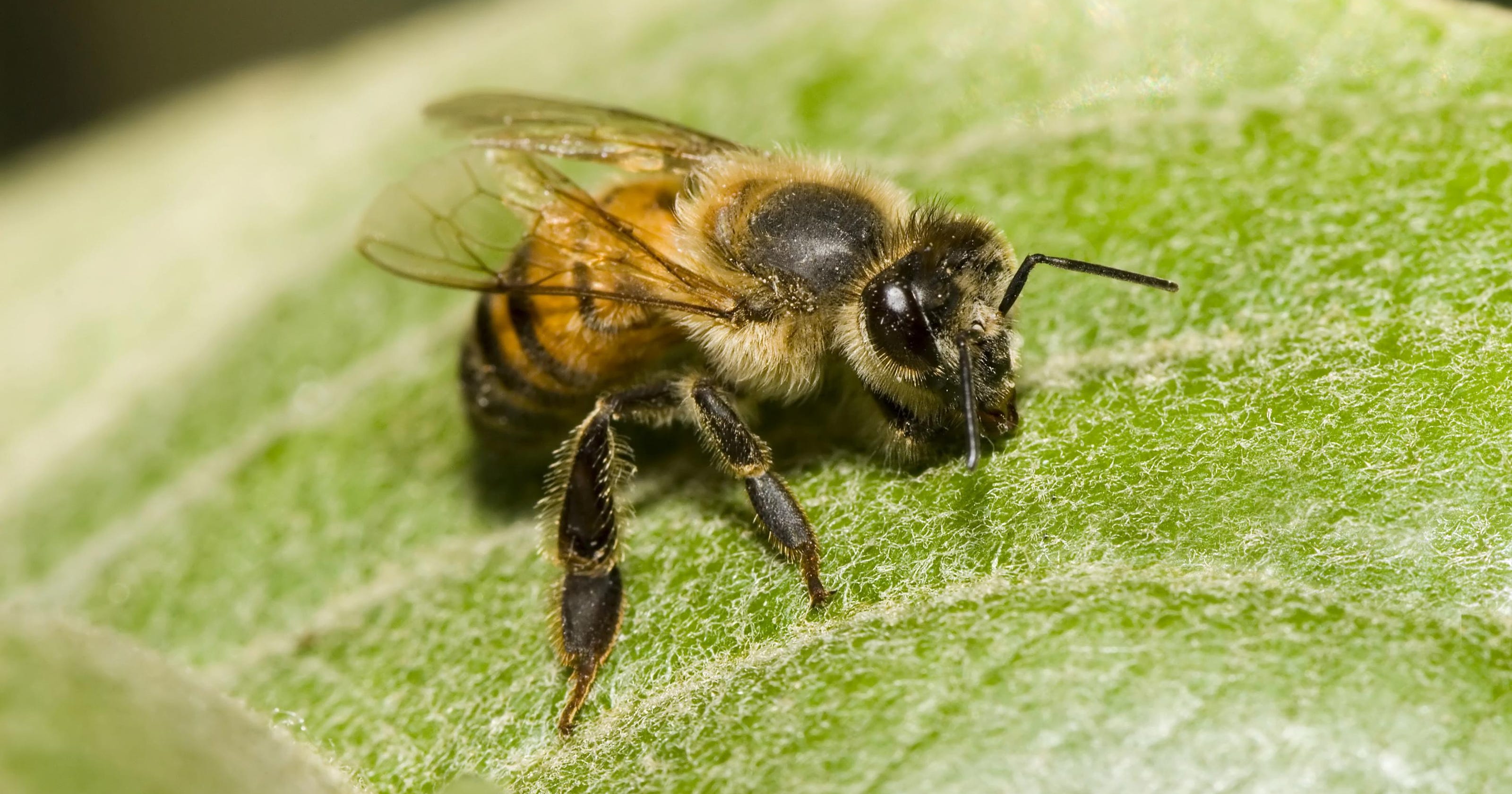 Gardeners Beware Of The Africanized Honey Bee Gardeners Beware Of The Africanized Honey Bee