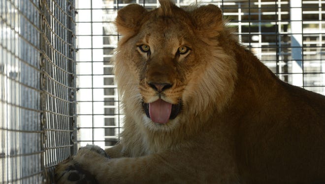 Ira, an African lion, tires at his 1st birthday celebration in 2015 at America’s Teaching Zoo on the campus of Moorpark College.