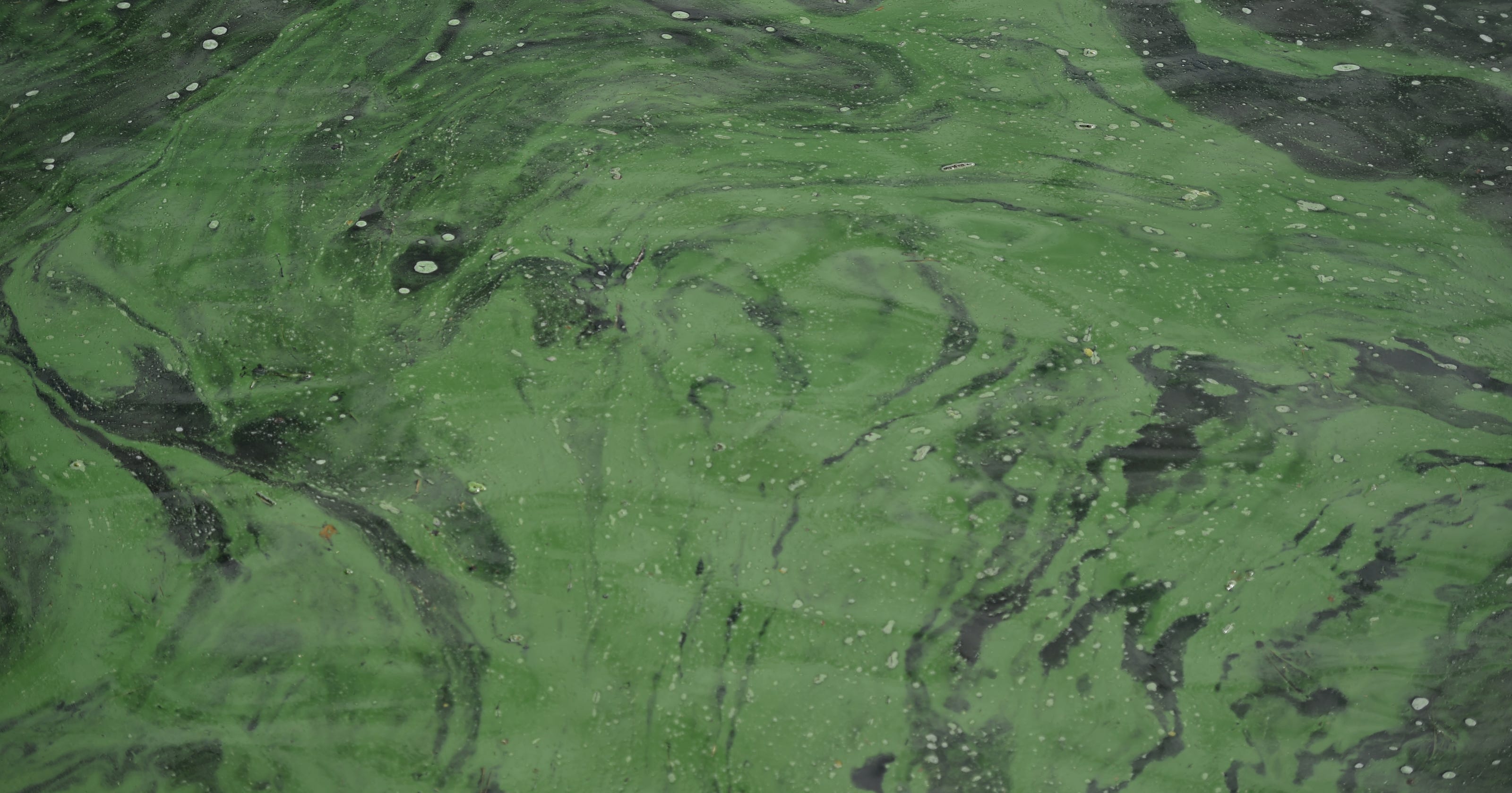 blue green algae pool