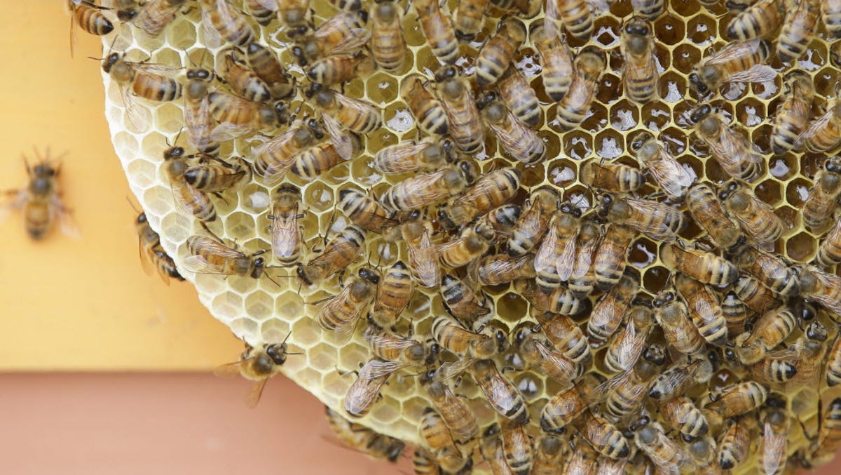 To Save Bees Some States Sting Pesticide Use