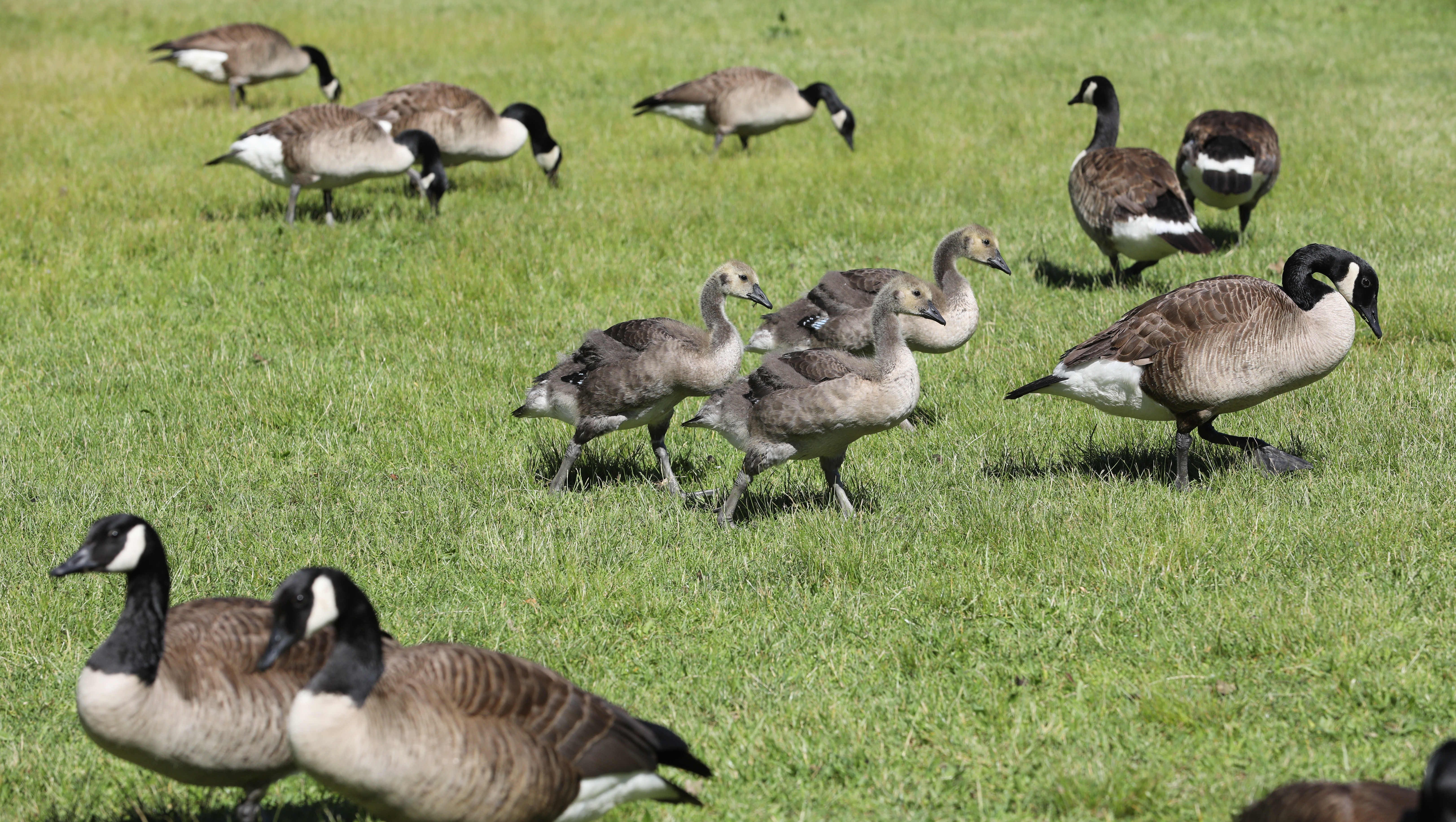 Geese In New York A Century Of Poop Planes And Alec Baldwin
