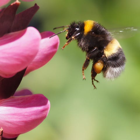 Bumble Bee flying towards pink flower.