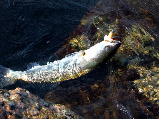 Speckled trout are caught near jetties year-round in the Coastal Bend.