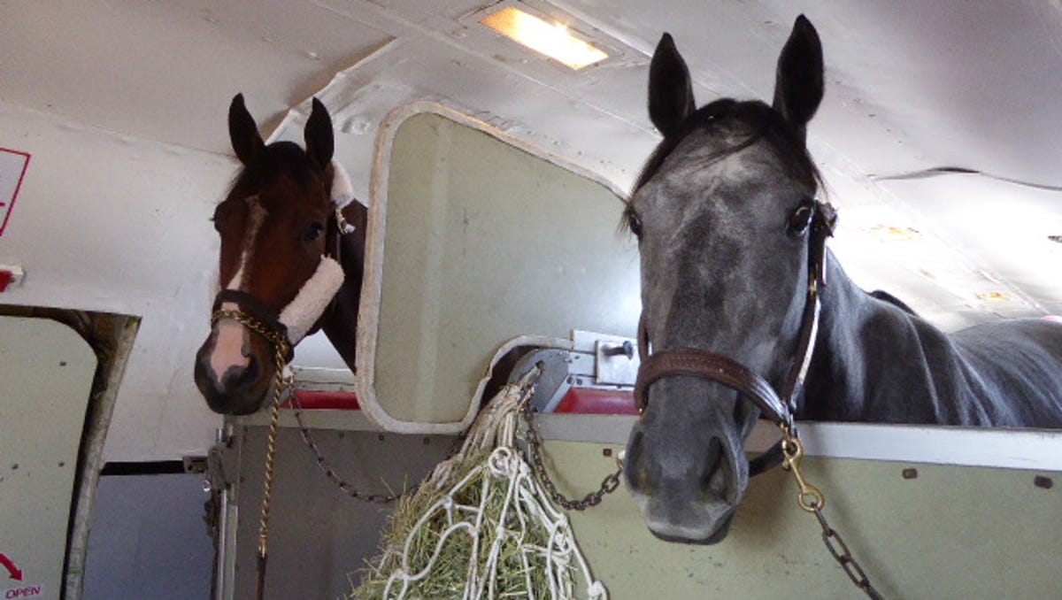 Horse Air Transport Australia Transport Informations Lane