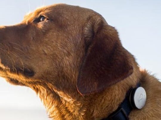 It S Ok Top Gadget Gifts For Your Pets