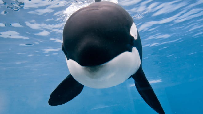 SeaWorld launched an ad campaign called "Ask Seaworld" to push back against criticism of their killer whales program.