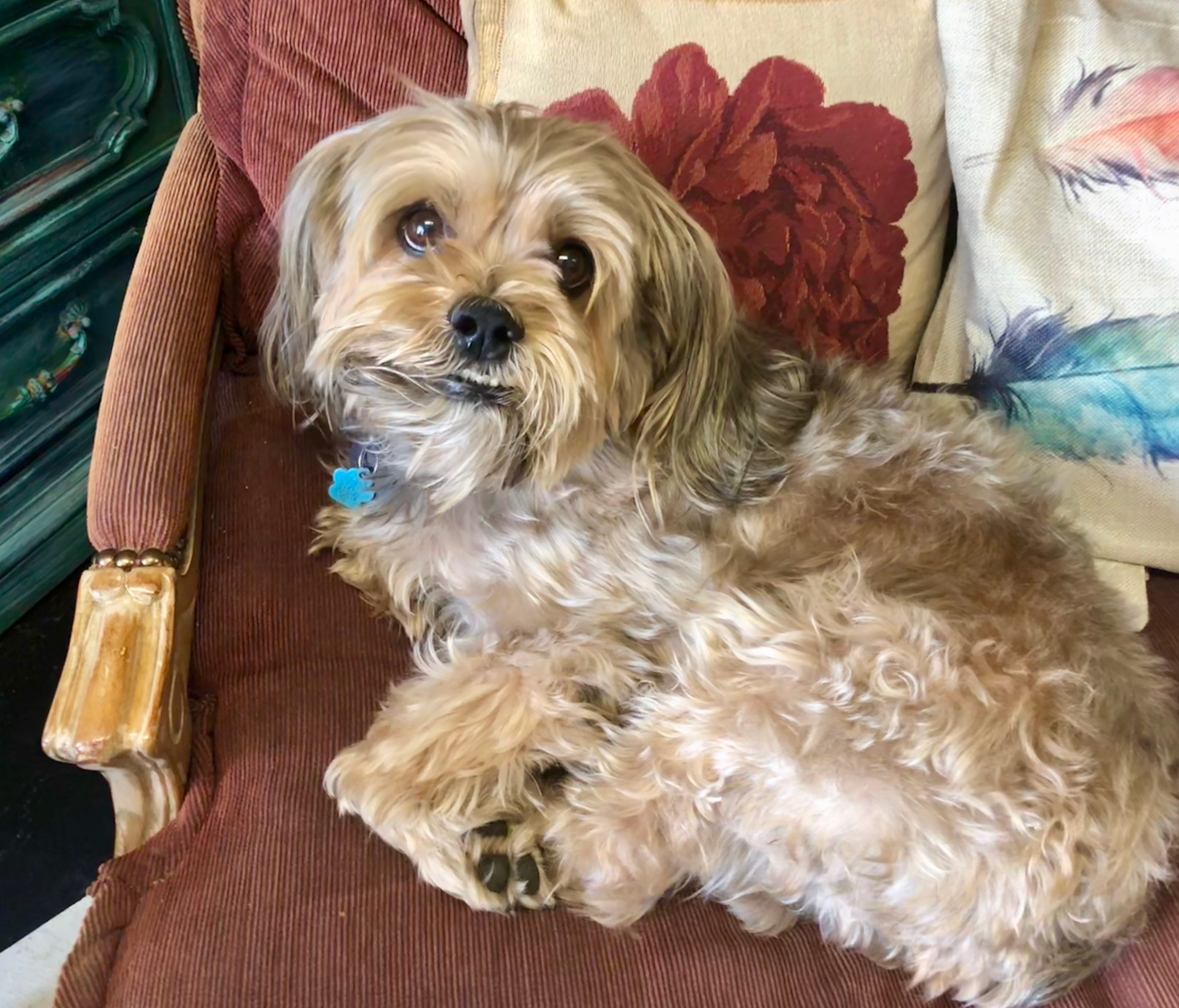 Leonardo Tufts, an 11-year-old Shorkie, is the official greeter and head of security at a Florida home decor store.