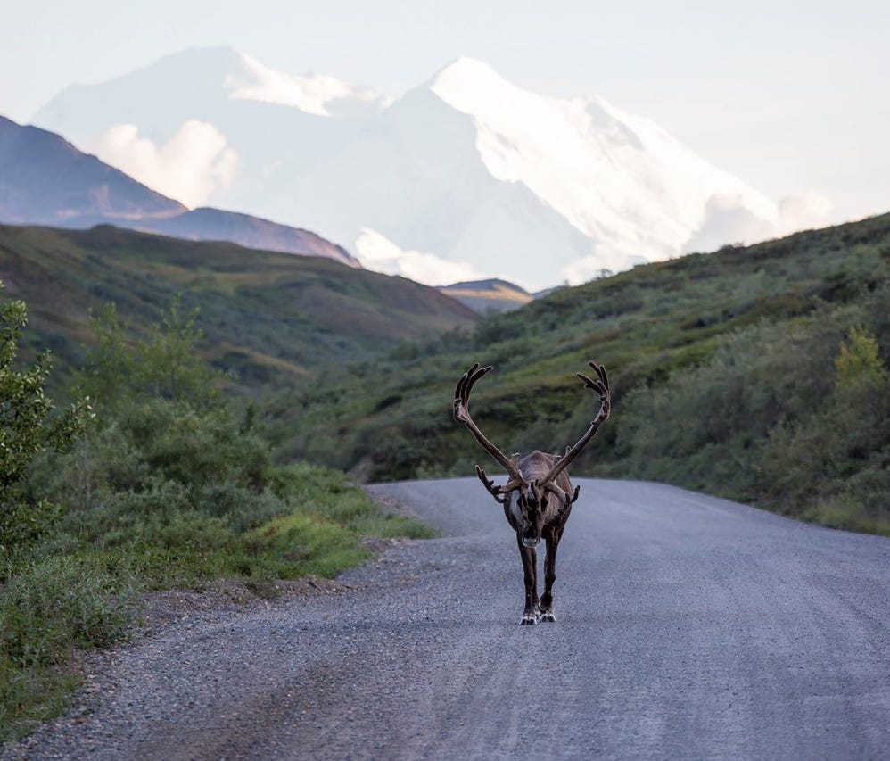 The traffic is a little different in Denali National Park and Preserve. A bull caribou takes an evening stroll down the park road with Denali in the background.