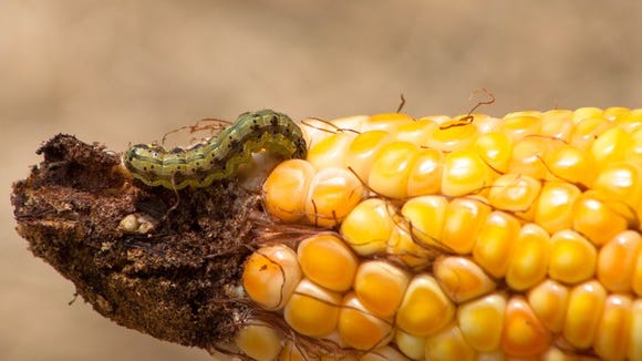 'Unprecedented' outbreak of armyworms are destroying lawns across the US, often overnight