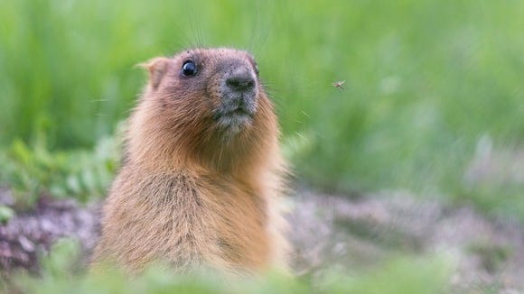 A groundhog in a field.